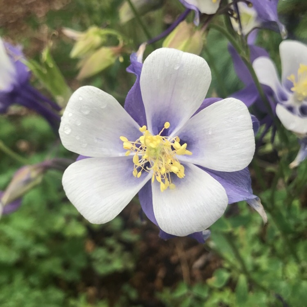 Meet your Posher, Caelen